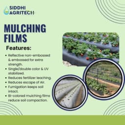 Siddhi Mulch Film Mulching Sheet, (1 Meter Width X 400 Meters Length) Black And White For Agriculture & Horticulture 7