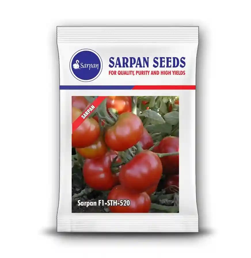 Sarpan F1 Hybrid Tomato Seeds, Tomato-520, High Yielding Variety, For All Season - Image 2