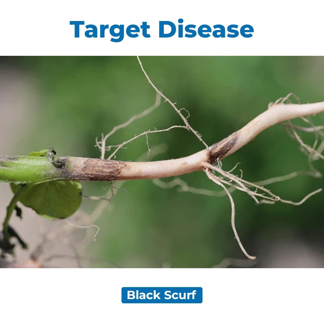 Bayer Emesto Prime Penflufen 240 FS Novel Fungicide for Potato Seed Treatment - Image 3