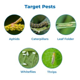 EBS Molothion Insecticide - Malathion 50% EC 3