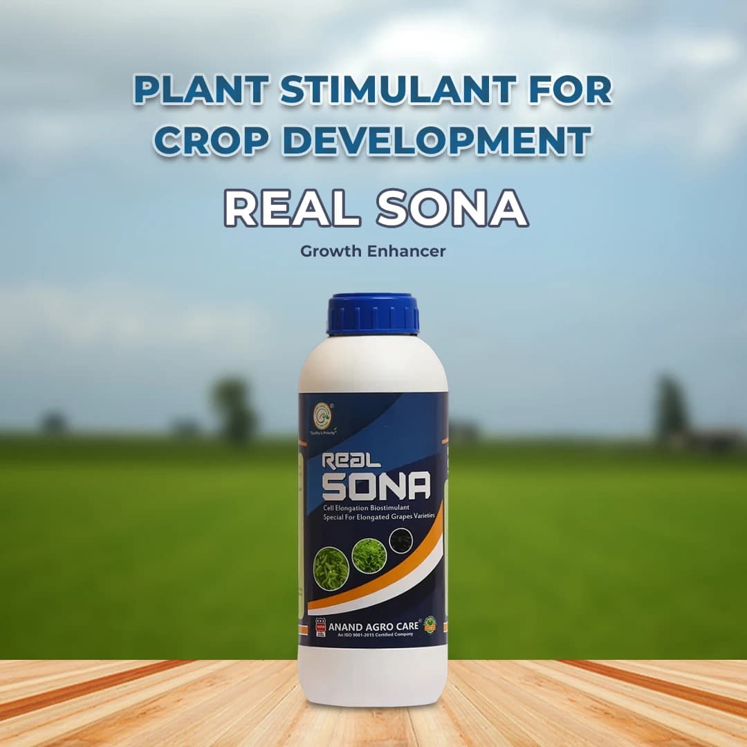 रियल सोना (अंगूर स्पेशल) अंगूर की लंबाई, गुच्छे, रंग और वजन में सुधार करता है - Image 2