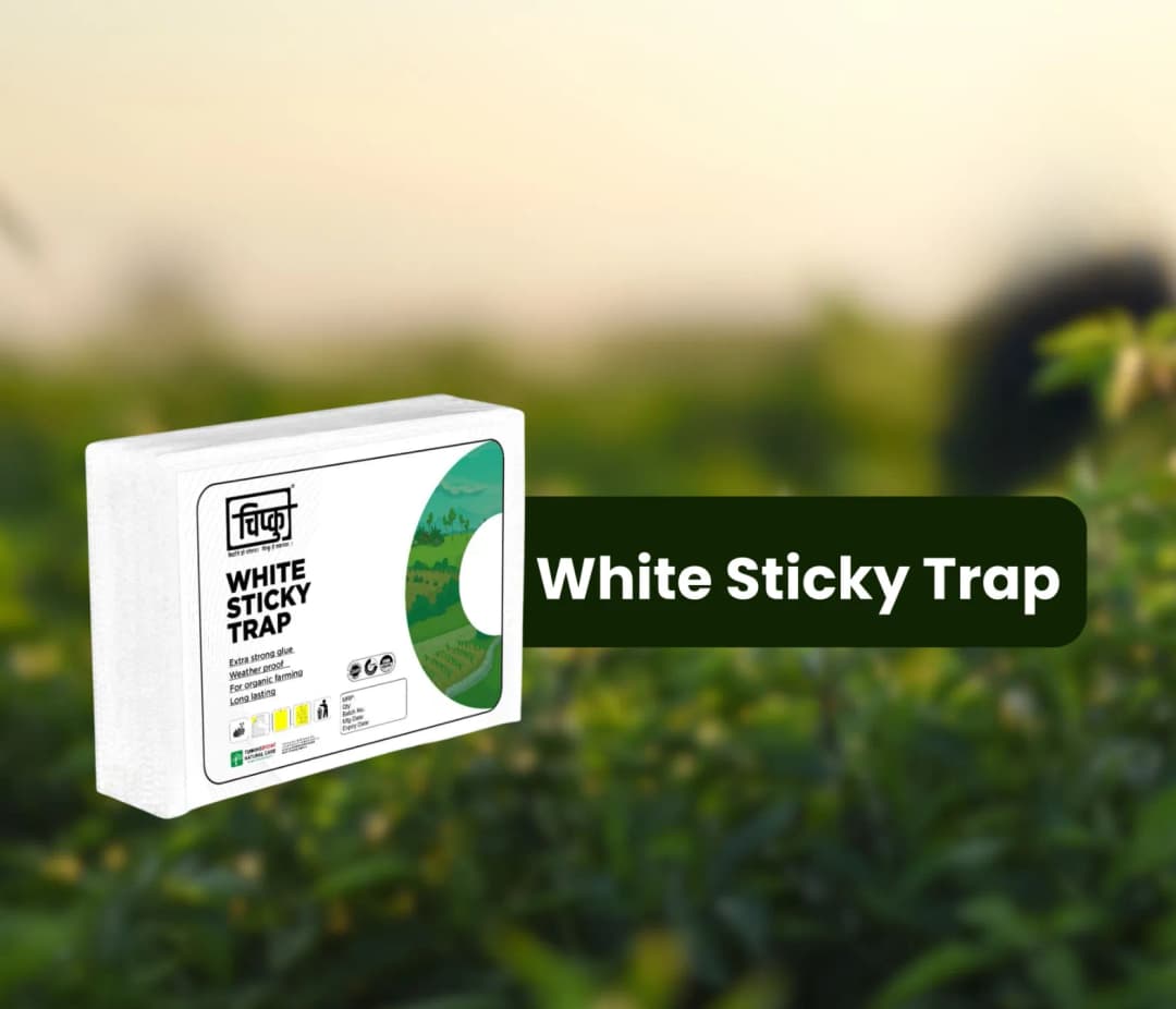 Chipku A5 White Sticky Trap For Insects, Useful for Farming Outdoor and Gardening (Size 150 MM x 200 MM) - Image 2