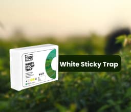 Chipku A5 White Sticky Trap For Insects, Useful for Farming Outdoor and Gardening (Size 150 MM x 200 MM) 2