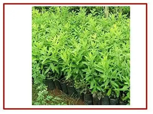 आरके सीड्स - सफेद चंदन बीज, चंदन बीज, सैंटालम अल्बम 100 ग्राम + सफेद चंदन होस्ट पौधा बीज