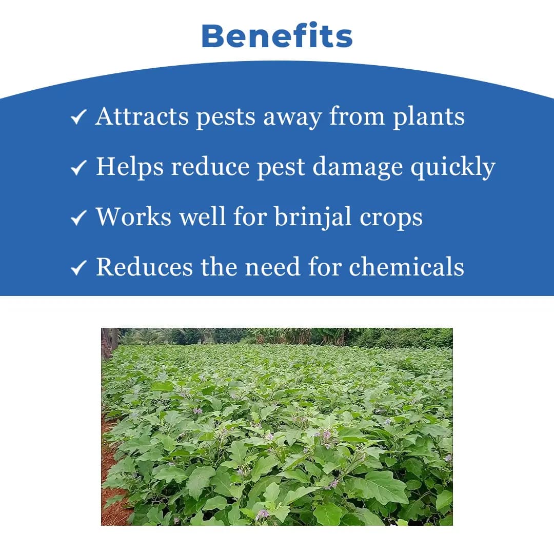 Water Pheromone Trap with Brinjal Lure (Leucinodes Orbonalis) For Brinjal Fruit and Shoot Borer Insect. - Image 4