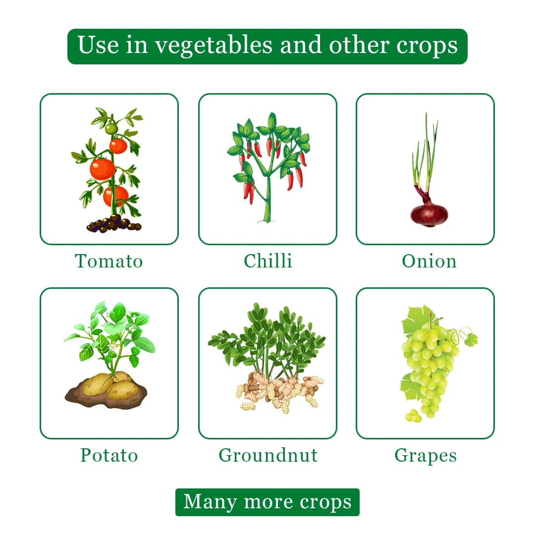 रेनज़ेब - एम45 मैन्कोज़ेब 75% WP फफूंदनाशक, भूरा और काला जंग, पत्ती का झुलसा, ब्लास्ट, पत्ती का धब्बा, प्रारंभिक झुलसा, टिप रोट को नियंत्रित करता है - Image 4