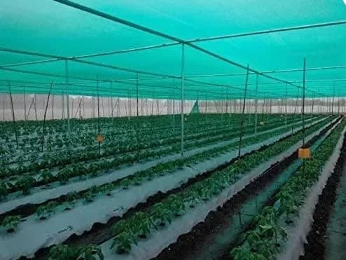 सिद्धि ग्रीन शेड नेट 90% यूवी संरक्षित, एचडीपीई सामग्री, छत बगीचा, ग्रीन हाउस, बालकनी और बागवानी के लिए उपयोगी - Image 3