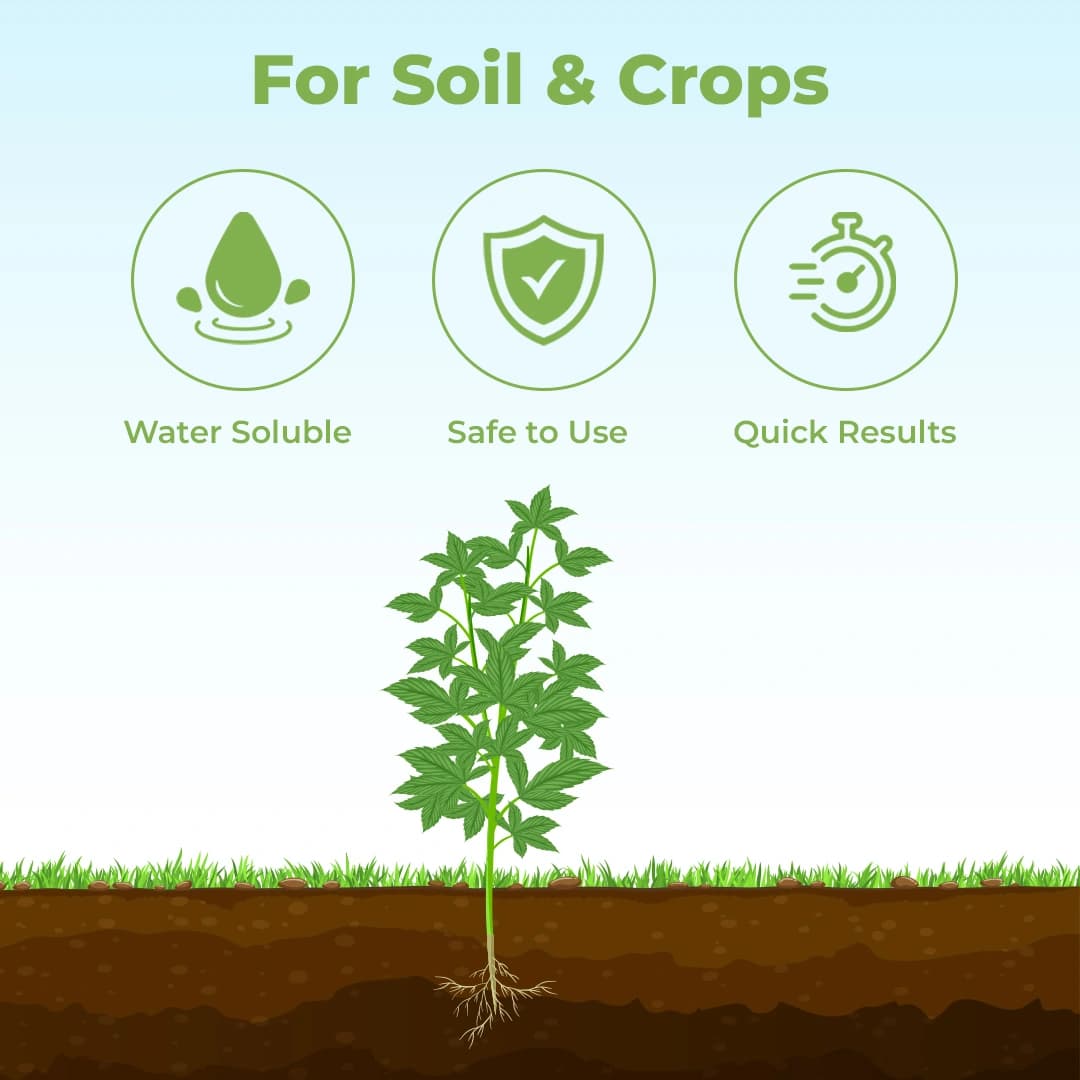 Farmtone NPK 19:19:19 100% Water Soluble Fertilizer, Result Oriented, High Effectiveness - Image 3
