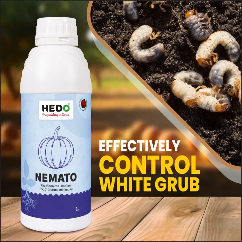 HEDO Nemato Pacilomyces Lilacinus Bio Organic Liquid For Agriculture, Garden & All Crops To Control Various Nematode And Other Soil Borne Diseases - Image 4