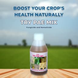 ROM Try Pae Mix (Bio Fungicide and Nematicide) Liquid Formulation Containing Trichoderma Viride and Paecilomyces Lilacinus In a 50:50 Proportion 2
