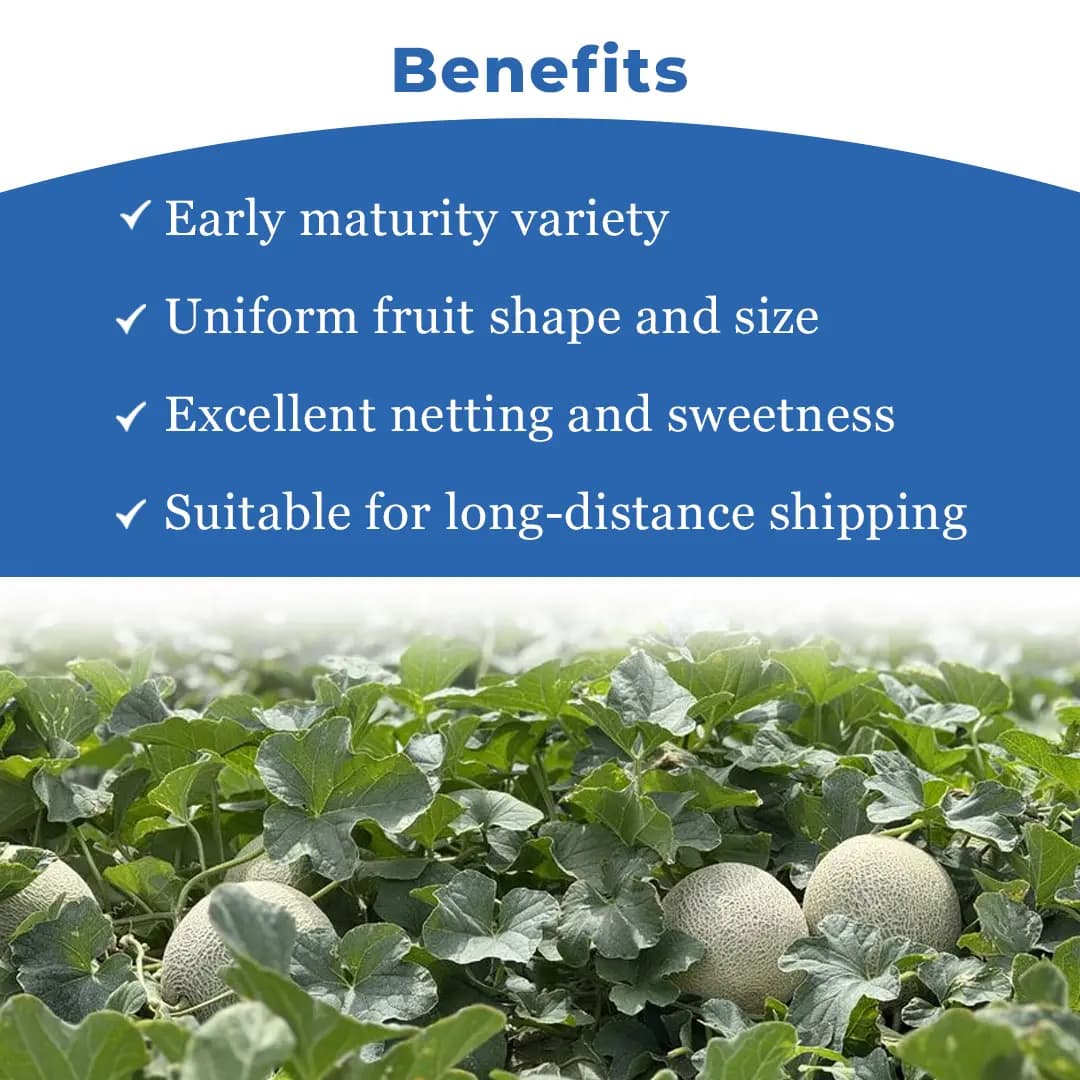 एडवांटा एफ1 संकर मधु 149 खरबूजा के बीज, फफूंद और वायरस के प्रति खेत सहिष्णुता - Image 4