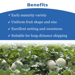 एडवांटा एफ1 संकर मधु 149 खरबूजा के बीज, फफूंद और वायरस के प्रति खेत सहिष्णुता 4