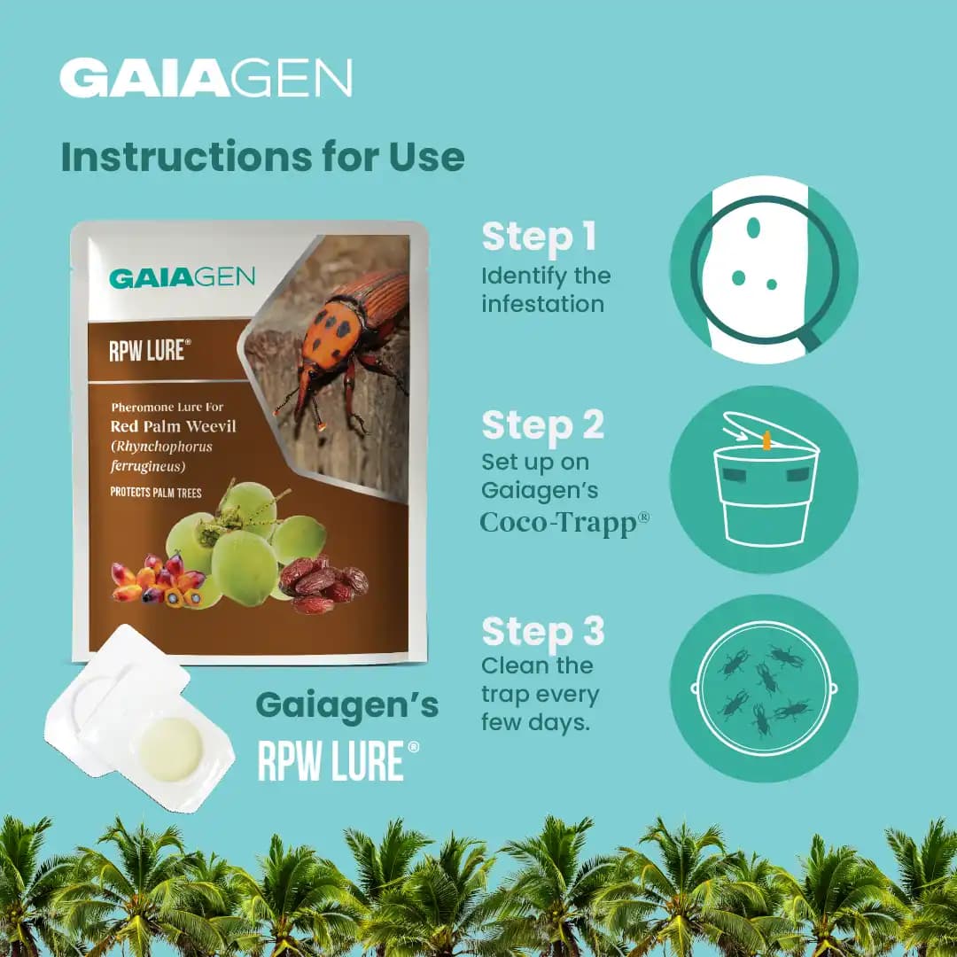 गाइएजेन आरपीडब्ल्यू फेरोमोन ल्योर और कीट बाल्टी जाल, लाल ताड़ सुंडी (राइन्कोफोरस फेरूजीनियस) के लिए, आईएमओ प्रमाणित - Image 7