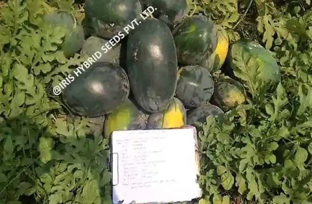 Iris Hybrid Fruit Seeds F1 Hybrid Watermelon Kuber - Icebox Segment, Tarbuj Ke Beej - Image 5