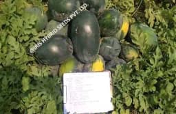 Iris Hybrid Fruit Seeds F1 Hybrid Watermelon Kuber - Icebox Segment, Tarbuj Ke Beej 5