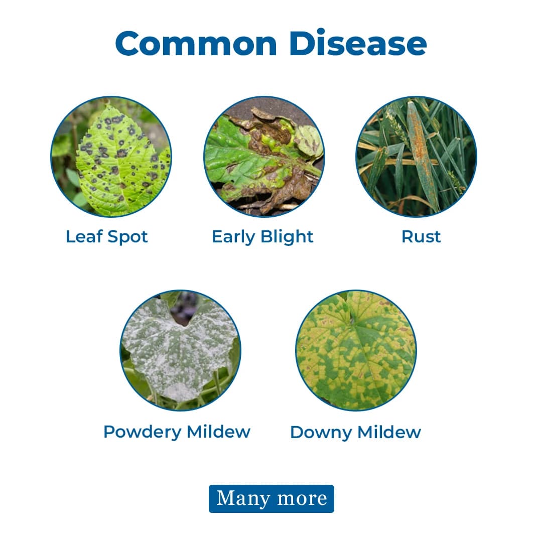 Ju Azole Azoxystrobin 18.2% + Difenoconazole 11.4% SC Fungicide, Broad-Spectrum, Disease Control In All Crops - Image 3