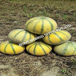 Iris Hybrid Fruit Seeds F1 Hybrid Musk Melon Sharbati, Flat Round Shape, Saffron Yellow Color 1