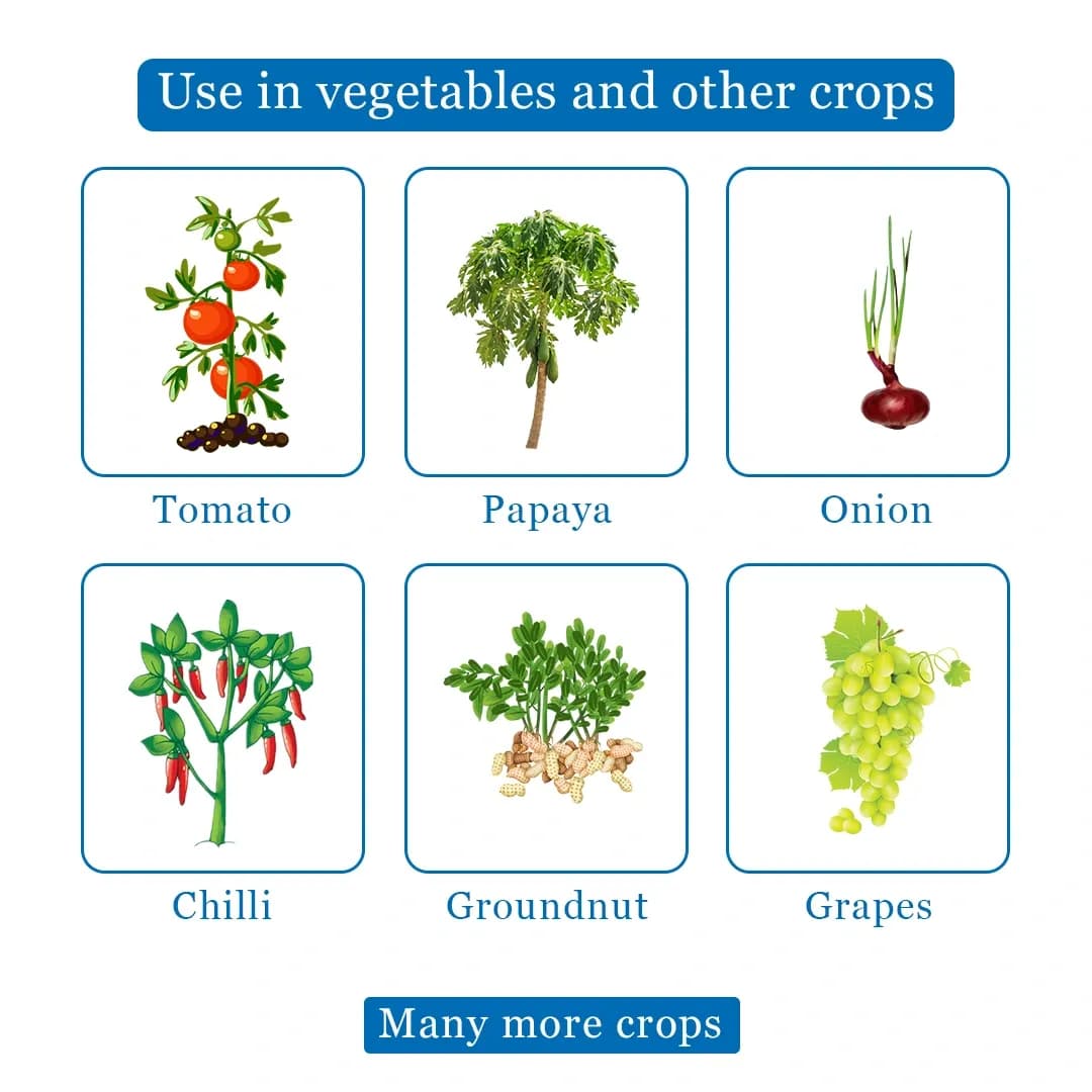 ईबीएस ट्राइकोडर्मा हरजियानम लिक्विड बायो फफूंदनाशक, सह निमेटोसाइड के रूप में उपयोग किया जाता है। - Image 4