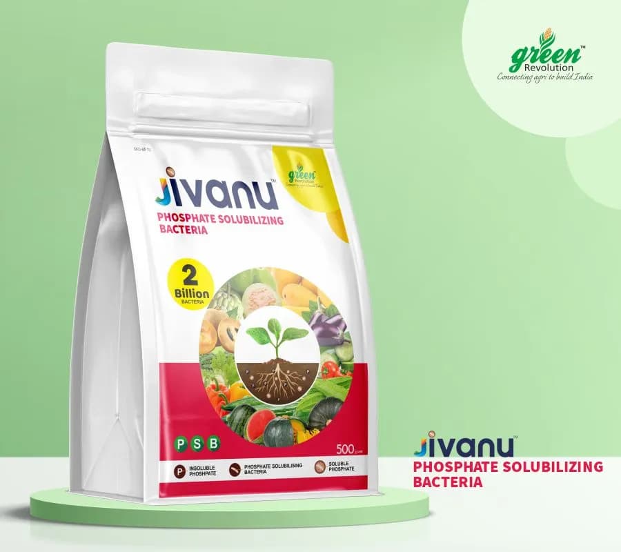 Jivanu Phosphate Solubilizing Bacteria Bio Fertilizers, Increase Stem Strength - Image 4
