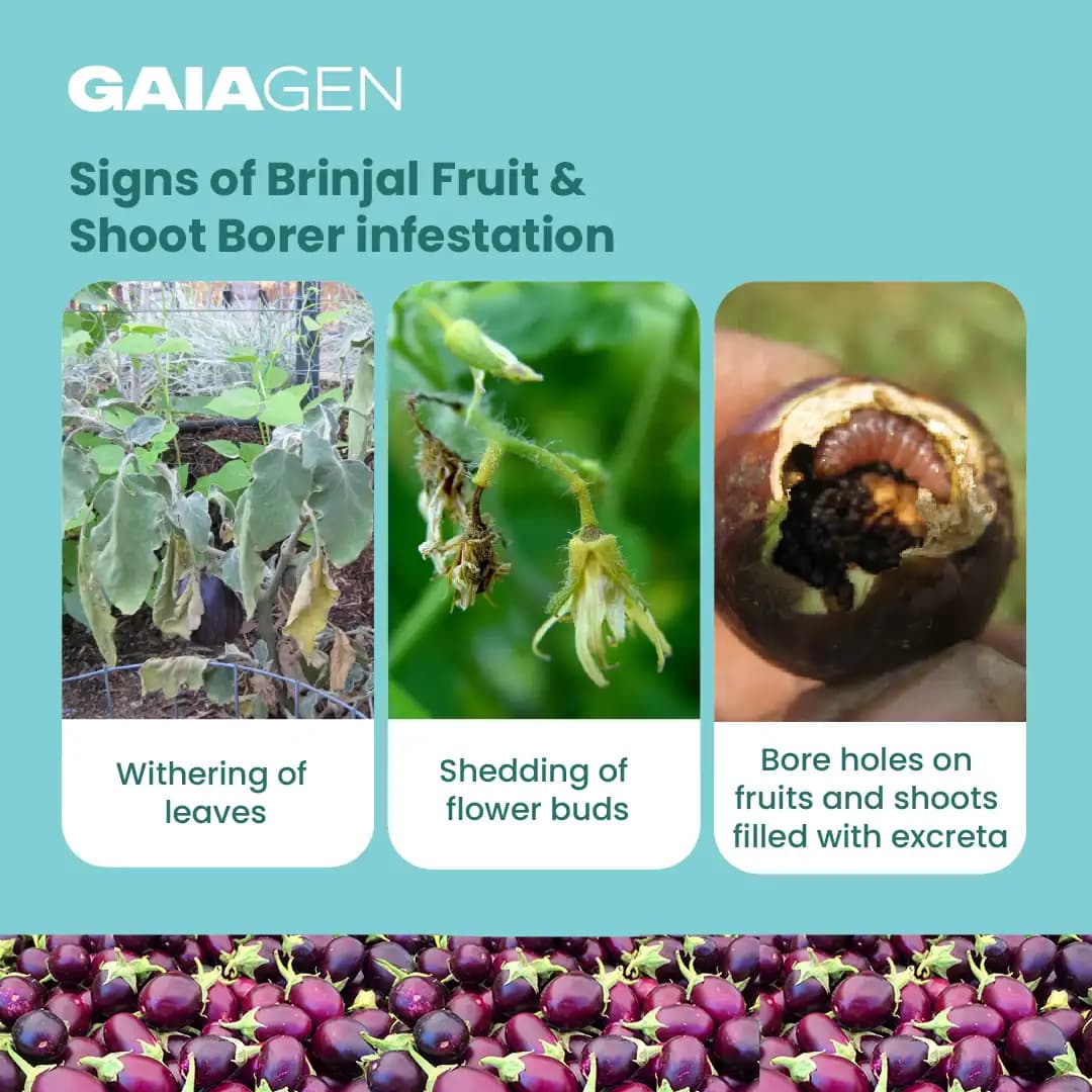 Gaiagen Brinjal Fruit And Shoot Borer Pheromone Lure For Leucinodes Orbonalis, IMO Certified. - Image 4