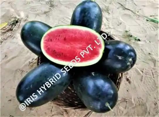 Iris Hybrid Fruit Seeds F1 Hybrid Watermelon Shahenshah, Dark Blackish Color - Image 3