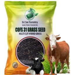 Sri Sai Forestry COFS 31 Grass Seeds For Goat And Cow, Multi Cut Fodder Seed 2