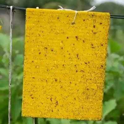 सोनकुल एग्रो इंडस्ट्रीज कीट नाशक आकर्षक पीला चिपचिपा जाल, सकिंग कीटों जैसे कि एफिड्स, जैसिड, और थ्रिप्स के लिए - Image 7