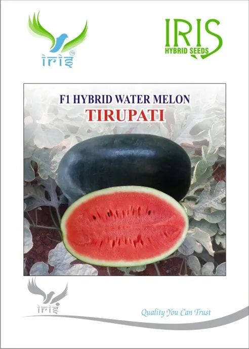 Iris Hybrid Fruit Seeds, F1 Hybrid Watermelon Tirupati, Dark Blackish Color, Ice Box Segment