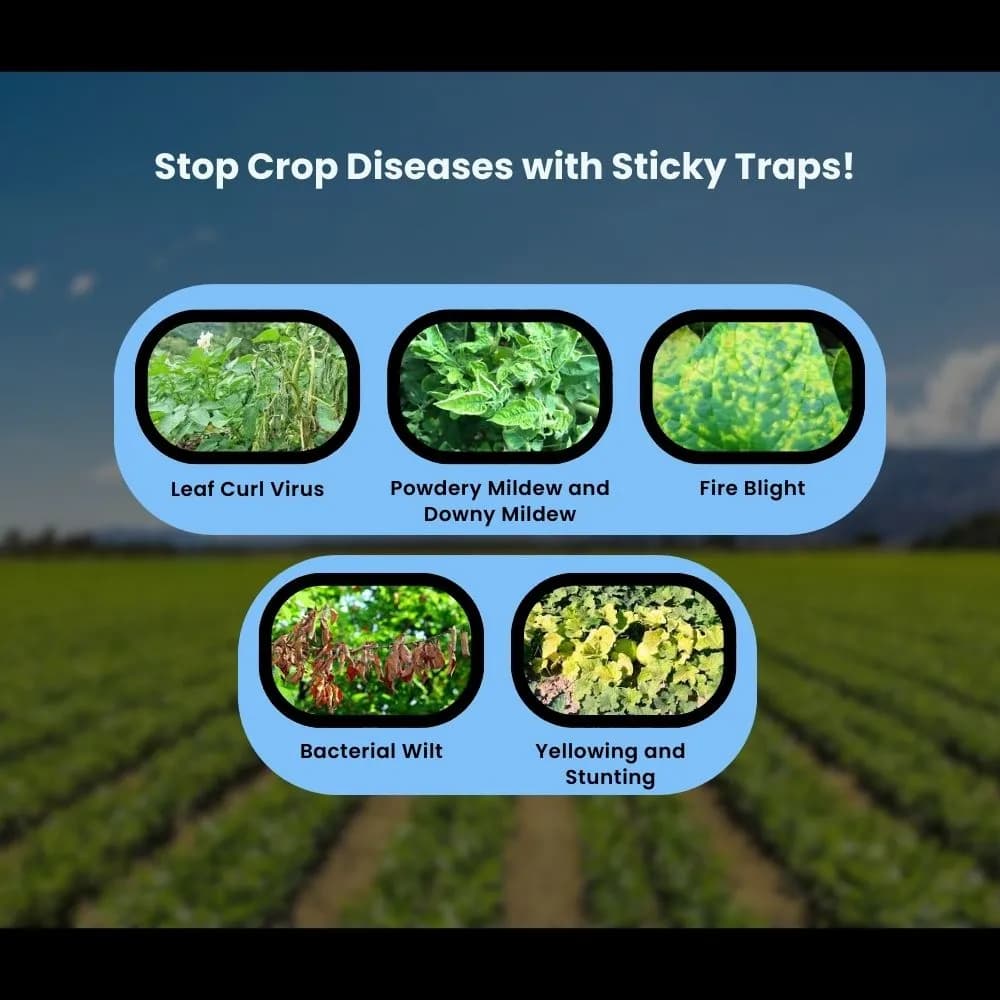 Chipku A5 Blue Sticky Trap For Insects, For Garden & Agriculture, To Control Whiteflies, Aphids, Thrips, Jassids - Image 5