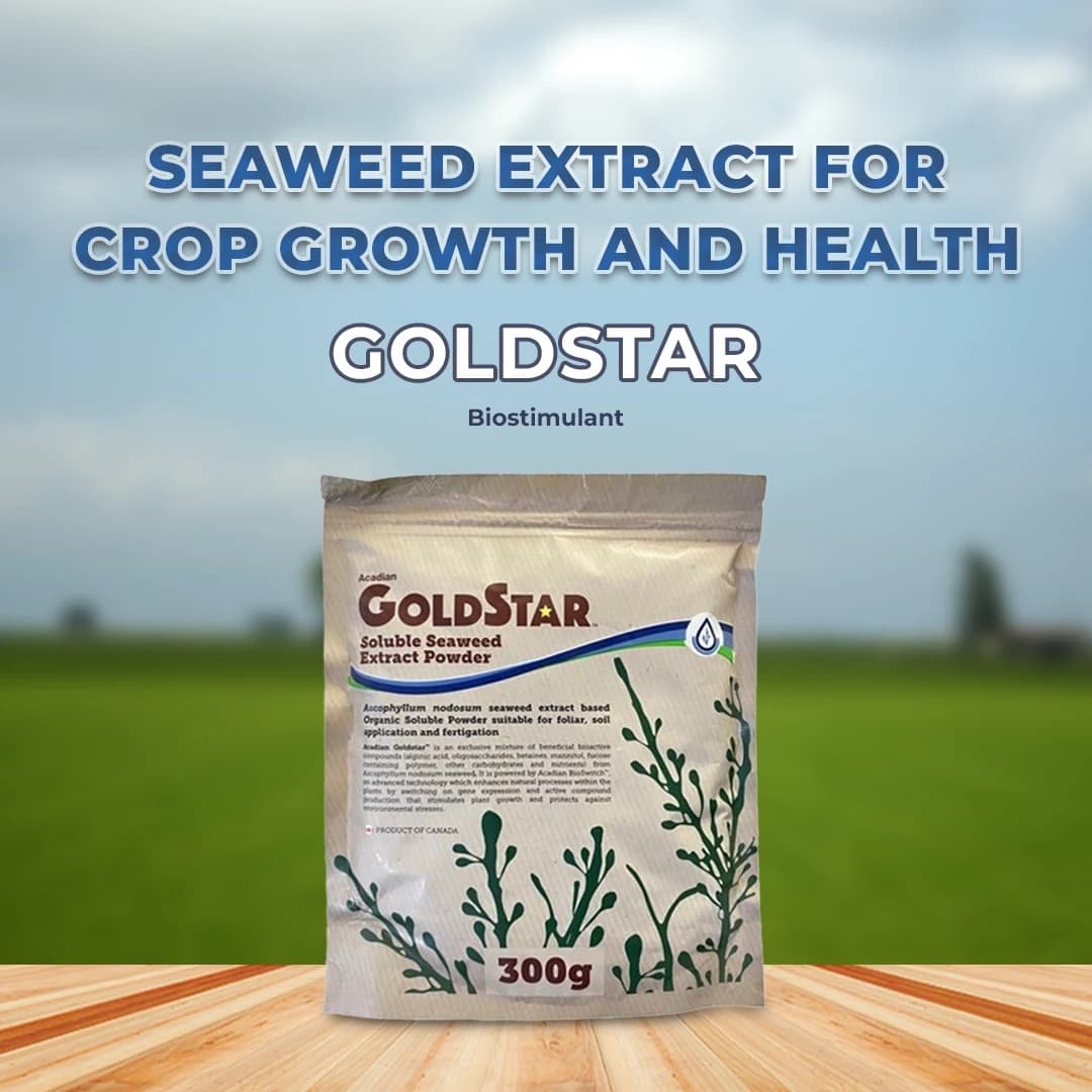 अकाडियन गोल्डस्टार बायोस्टिमुलेंट, ऐस्कोफाइलम नोडोसुम समुद्री शैवाल अर्क, पौधों के एबायोटिक तनाव को बढ़ाता है - Image 2