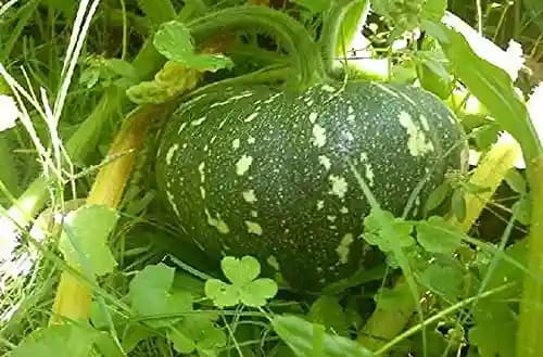 Pumpkin Nirvana F1 - Shine Brand Seeds, Kaddu Ke Beej, Vegetable, Excellent Germination Quality - Image 4