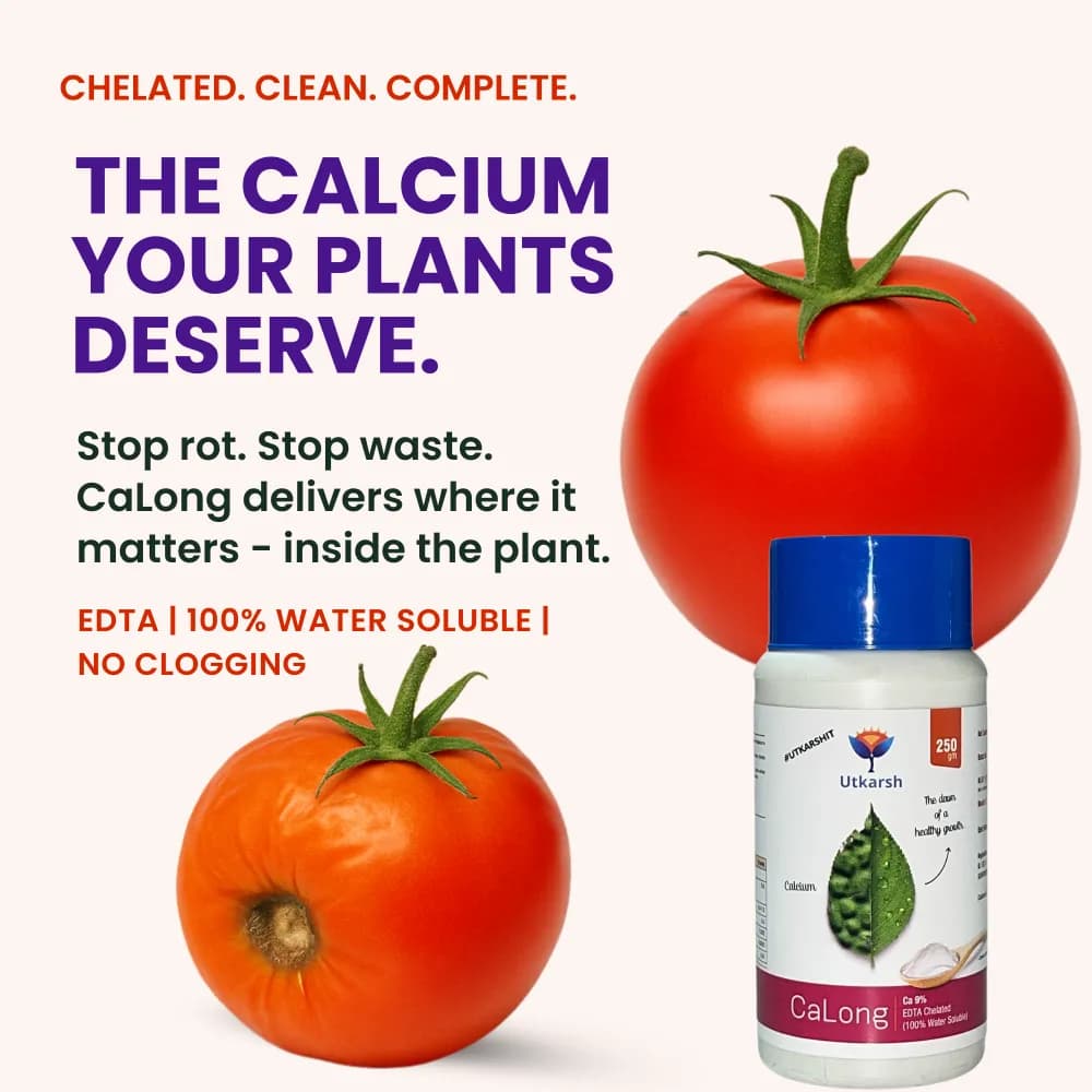 उत्कर्ष कैलोंग (कैल्शियम-Ca 9%, EDTA चेलेटेड उर्वरक) 100% पानी में घुलनशील पत्तियों पर छिड़काव करें। - Image 2