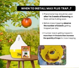 Chipku Fly Magnet Oriental Fruit-Fly With Max Plus Trap, Bactocera Dorsalis Catcher With Attractant Lure For Mango, Sapota, Papaya, Guava 3