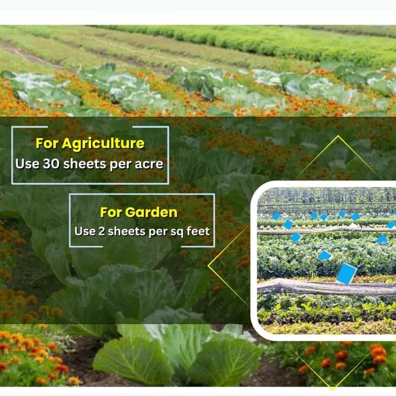 Chipku A5 Blue Sticky Trap For Insects, For Garden & Agriculture, To Control Whiteflies, Aphids, Thrips, Jassids - Image 6