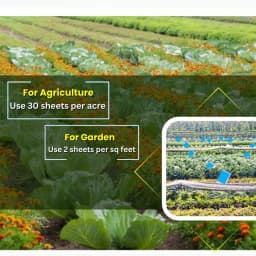 Chipku A5 Blue Sticky Trap For Insects, For Garden & Agriculture, To Control Whiteflies, Aphids, Thrips, Jassids 6