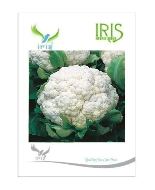 Iris Hybrid Cauliflower, Gobhi Ke Beej, Kobhi Na Bee, Phool Gobhi Ke Beej.