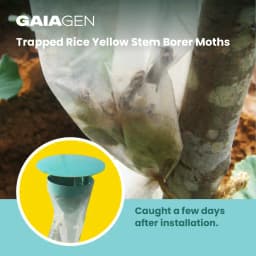 Gaiagen Scirpo Lure for Yellow Rice Stem Borer (Scirpophaga Incertulas) Pheromones Lure And Funnel Insect Traps 6