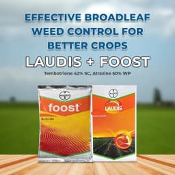 Laudis + Foost Maize Suraksha Combo (57.5ml Laudis & 200ml Laudis Surfactant + Foost 250 gm). A special treatment to control weeds in maize. 2