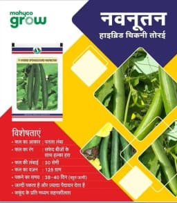 Sungro F1 Hybrid Navnutan Sponge Gourd Seeds, Light Green Fruit with White Seeds, Long In Shape and Early Maturity 2