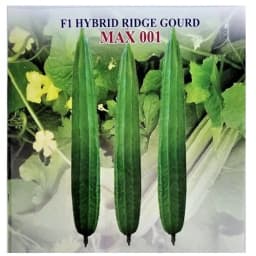 Iris Hybrid Vegetable Seeds F1 Hybrid RIdge Gourd Max001, Attractive Green Color, Vigorous Plant 1