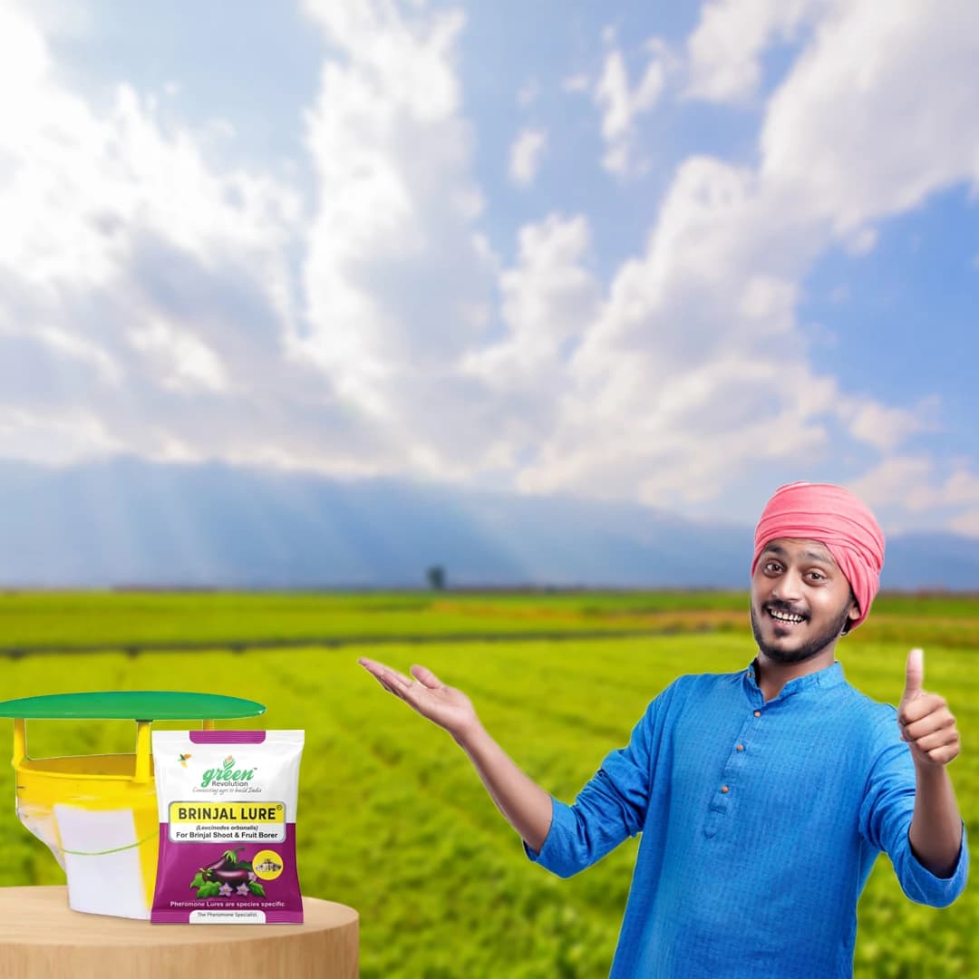 फनल फेरोमोन ट्रैप, ब्रिनजल ल्यूसिन-ओ-ल्यूर (ल्यूसीनोड्स ऑर्बोनालिस) बैंगन फल और तना छेदक कीट के लिए। - Image 5