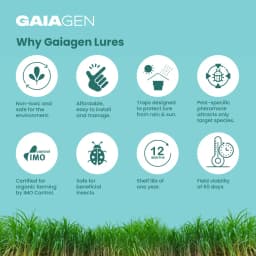 GAIAGEN Pheromone Funnel Trap and Lure For Sugarcane Top Borer (Scirpophaga excerptalis) And Insect Funnel Trap Combo pack 6