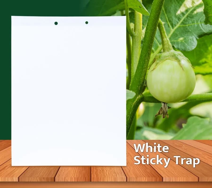 White Insect Sticky Trap for Thrips 220 MM X 280 MM, Red Mites and all Other Sucking Pests. - Image 3