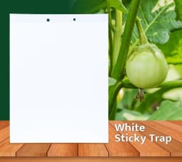 White Insect Sticky Trap for Thrips 220 MM X 280 MM, Red Mites and all Other Sucking Pests. 3