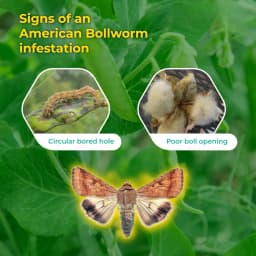 SK Agrotech Helicoverpa armigera (American Bollworm) Pheromone Trap With Lure - Effective Solution For Controlling Green Leaf-Eating Caterpillars 7