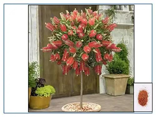 RK Seeds - Bottlebrush Trees Seeds, Callistemon Seeds, Ornamental Tree Seeds - Image 3