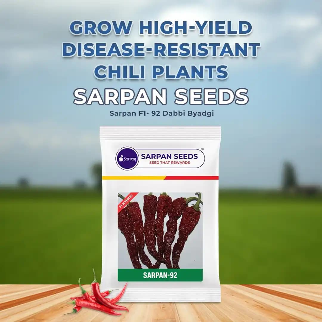 Sarpan F1- 92 Dabbi Byadgi Chilli seeds, Mirchi Ke Seeds, Marcha Na Bee, Mirchi ke Beej - Image 2