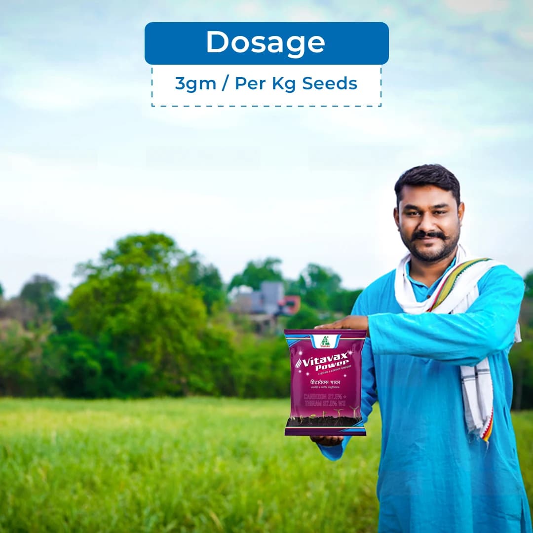Dhanuka Vitavax Power Carboxin 37.5% + Thiram 37.5% DS Fungicide, Dual Action, Systemic And Contact, Effective Controls Seed and Soil Borne Diseases - Image 5