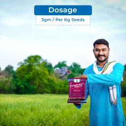 Dhanuka Vitavax Power Carboxin 37.5% + Thiram 37.5% DS Fungicide, Dual Action, Systemic And Contact, Effective Controls Seed and Soil Borne Diseases 5