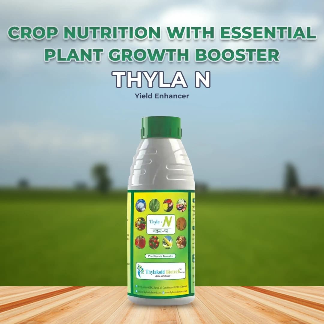 थाईला एन (नाइट्रोजन) यील्ड एन्हांसर - पत्तियों में क्लोरोफिल की मात्रा बढ़ाता है, जिससे फोटोसिंथेसिस की दर अधिक होती है। - Image 2